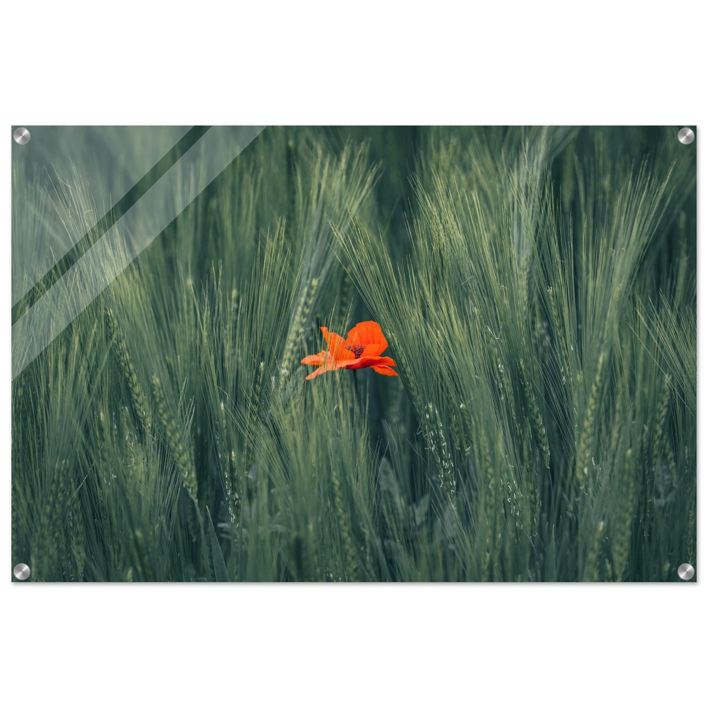 Red Flower in Green Wheat Field - Acrylic Glass Print