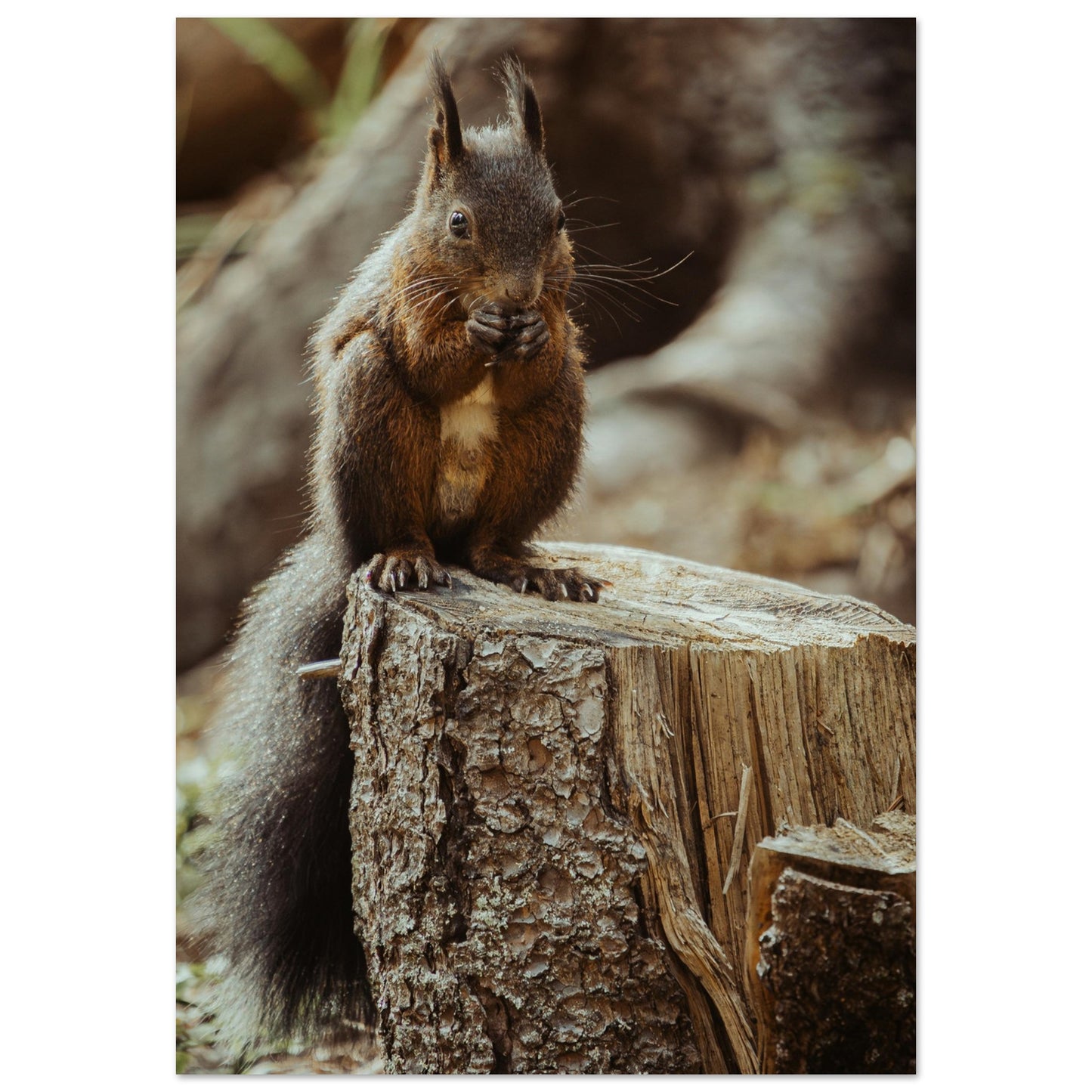 Eichhörnchen im Wald - Premium Poster