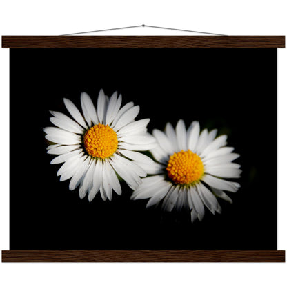 Two radiant daisies, premium poster made of museum-quality matt paper with wooden strips