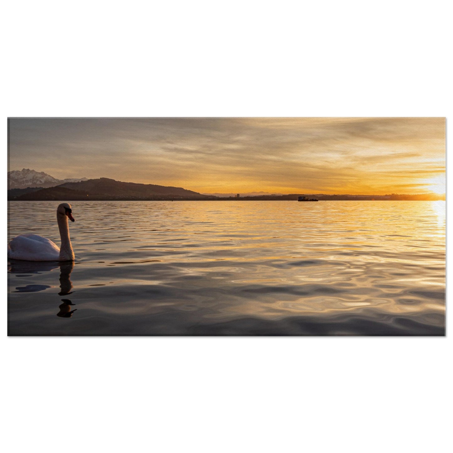 Schwan am Zugersee bei Sonnenuntergang Leinwand