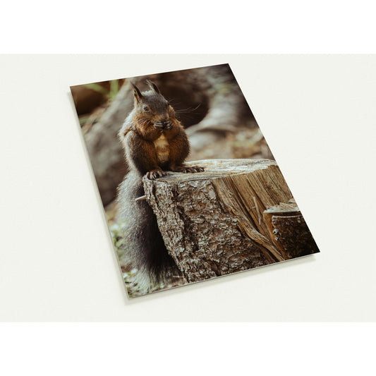 Squirrel in the forest - set of 10 postcards with envelopes 