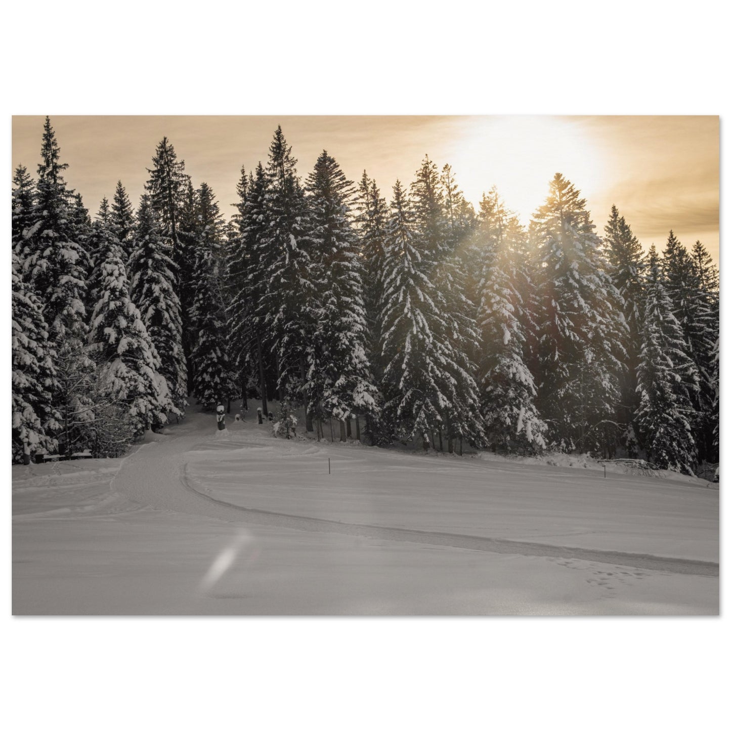 Sun rays over snowy forest - Premium Poster 