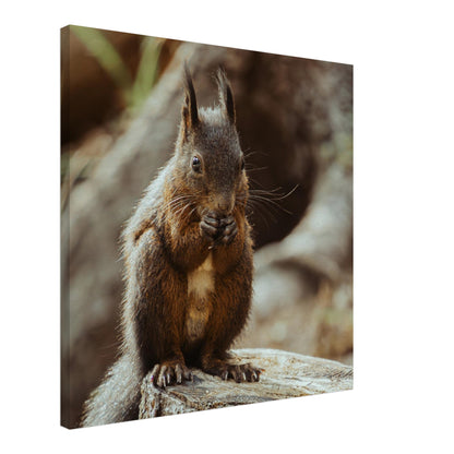 Squirrel in the forest - canvas