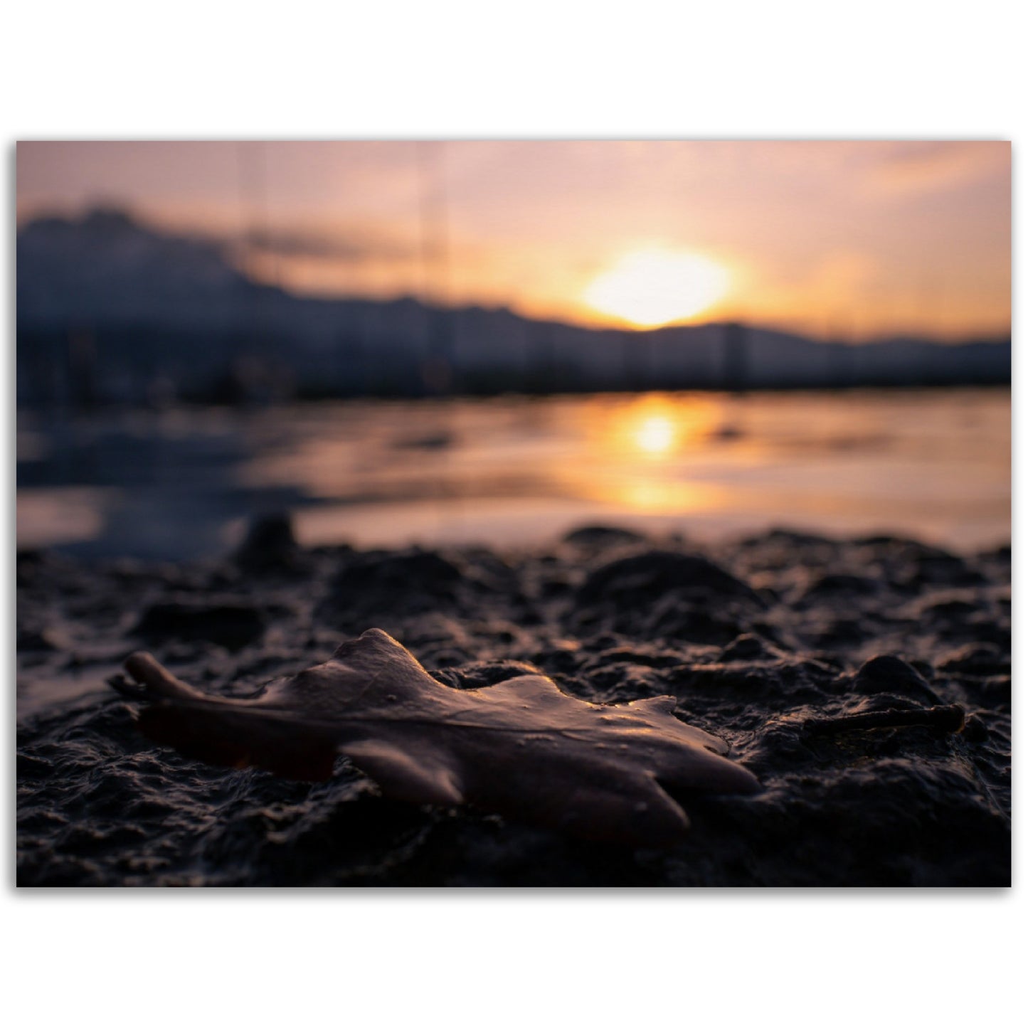 Brown Leaf in Sunset Premium Poster