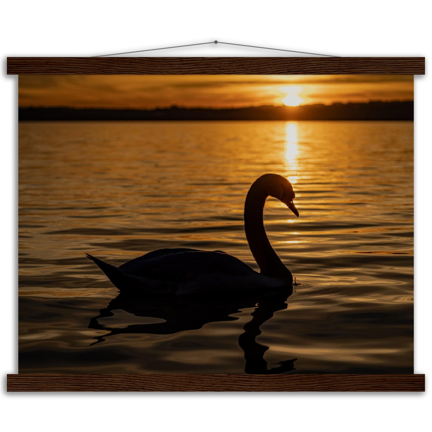 Schwan im Sonnenuntergang Premium Poster mit Holzeisten