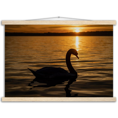 Schwan im Sonnenuntergang Premium Poster mit Holzeisten