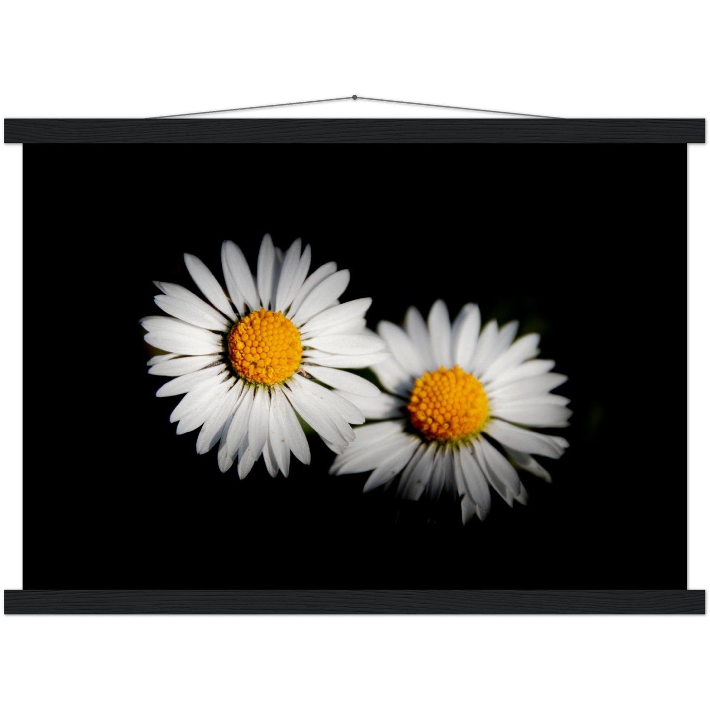 Two radiant daisies, premium poster made of museum-quality matt paper with wooden strips