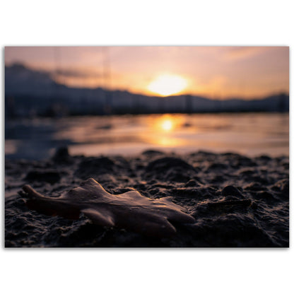 Brown Leaf in Sunset Premium Poster