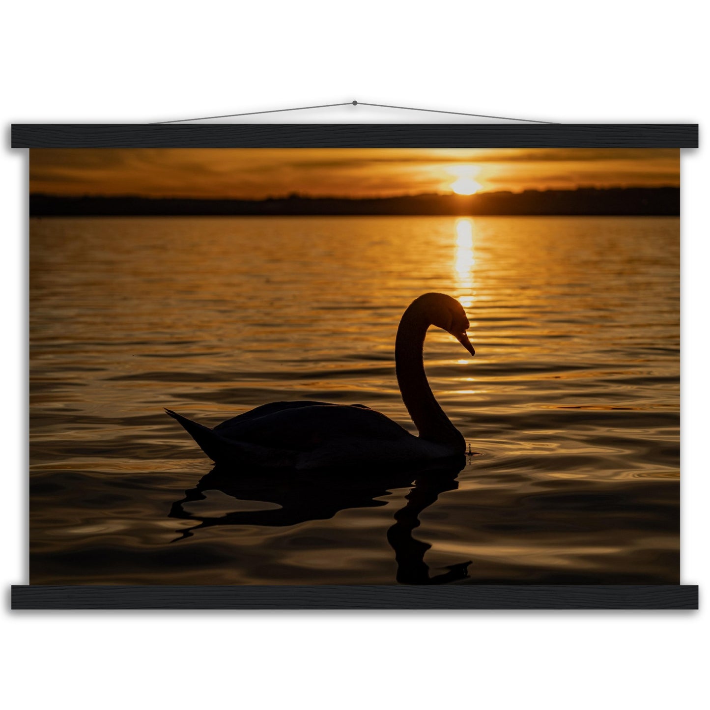 Schwan im Sonnenuntergang Premium Poster mit Holzeisten