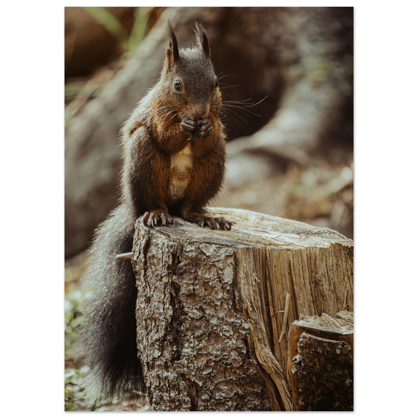 Eichhörnchen im Wald - Premium Poster