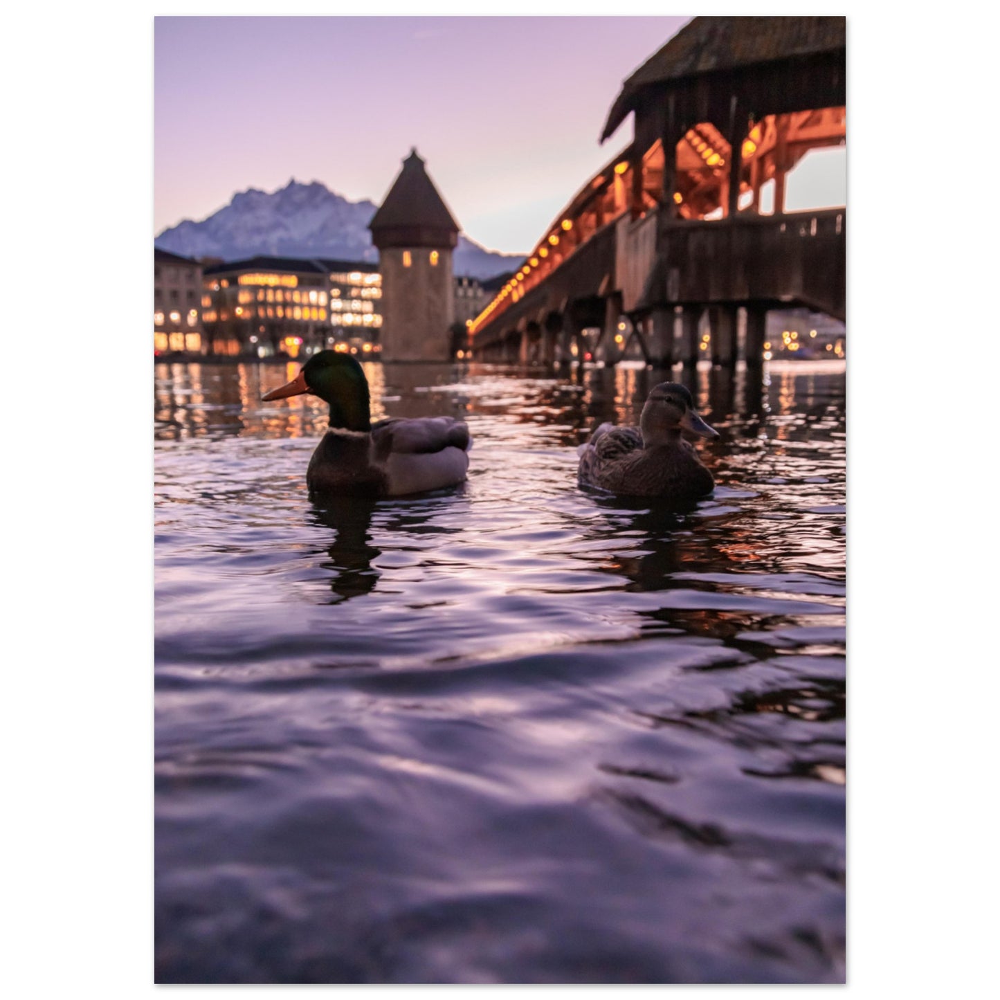 Harmony in winter light, ducks, Chapel Bridge and snowy Pilatus Forex print