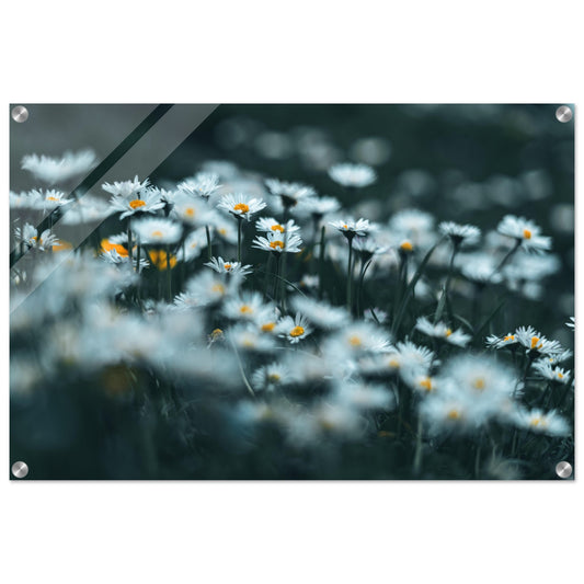 Daisy meadow - acrylic print 