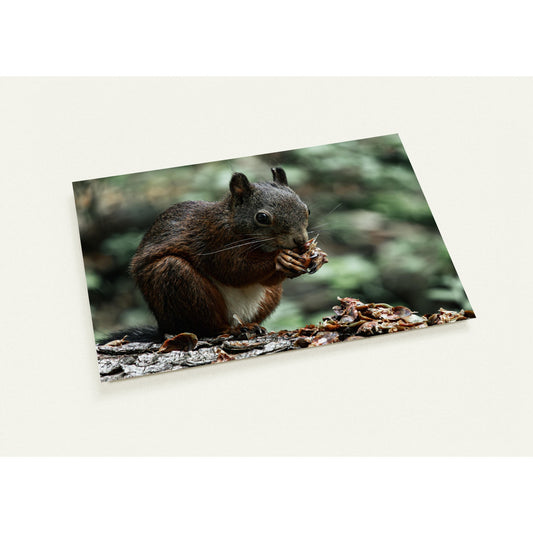 Squirrel set of 10 cards (2-sided, with envelopes)