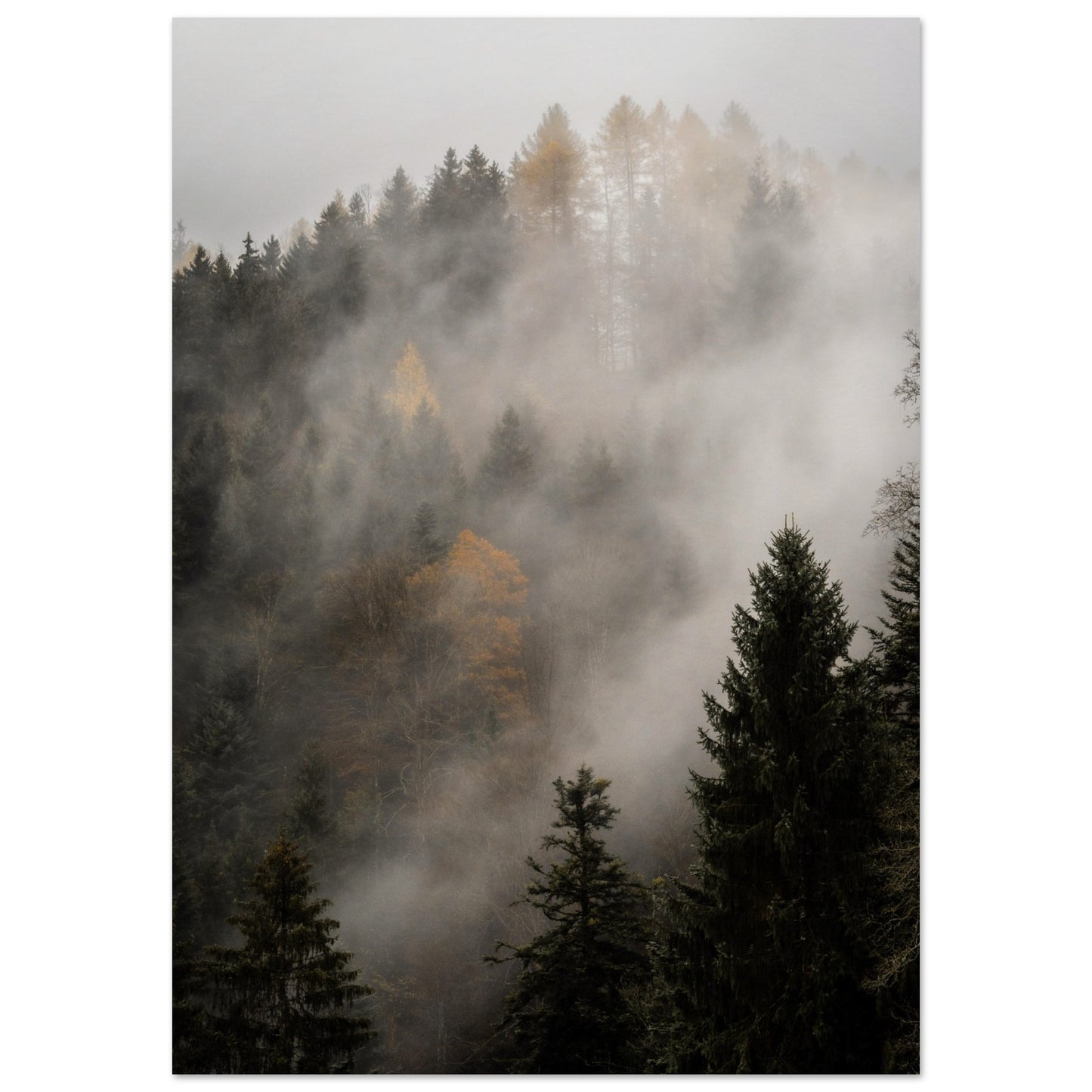 Nebel über dem Wald - Premium Poster