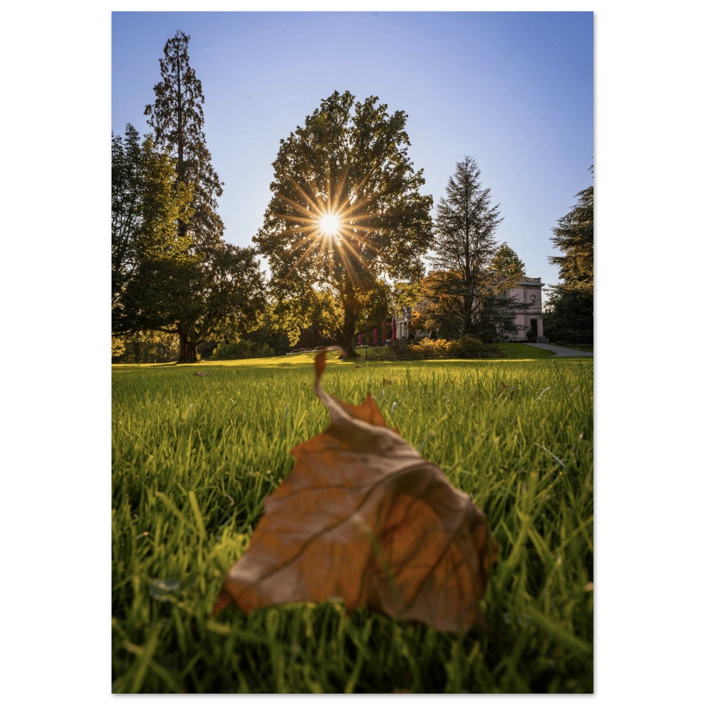 Autumn leaf in Villettepark - Premium Poster 