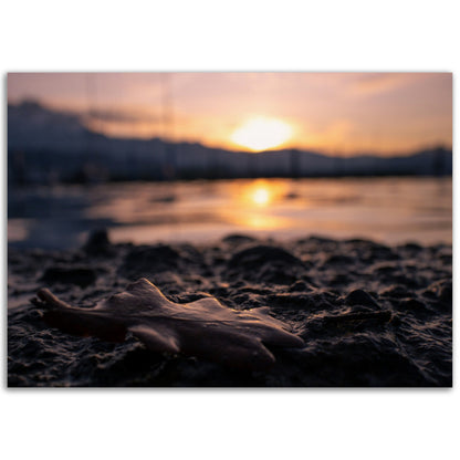 Brown Leaf in Sunset Premium Poster