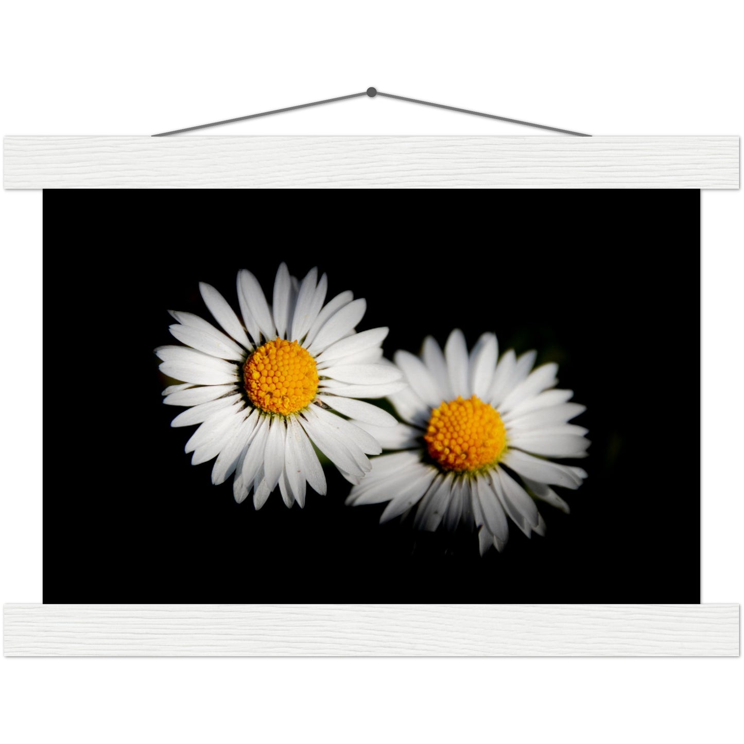 Two radiant daisies, premium poster made of museum-quality matt paper with wooden strips