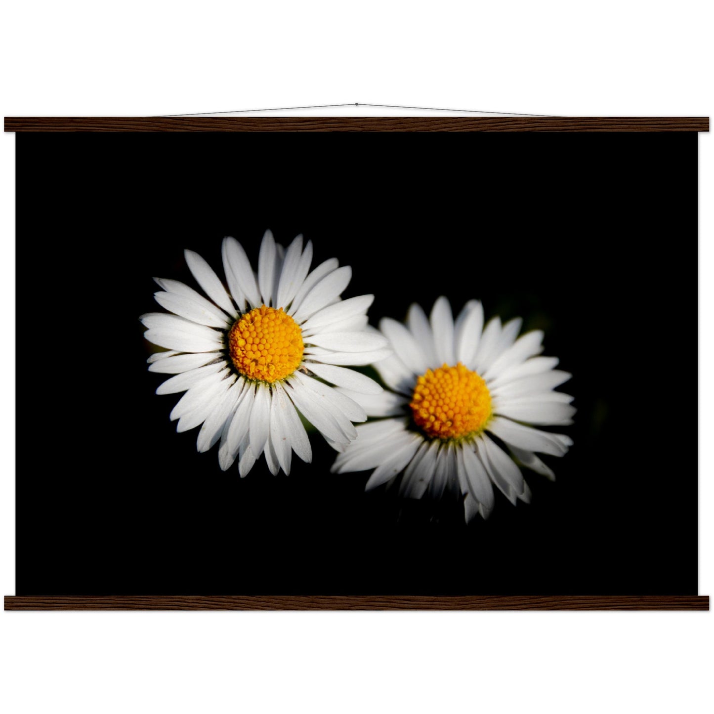 Two radiant daisies, premium poster made of museum-quality matt paper with wooden strips