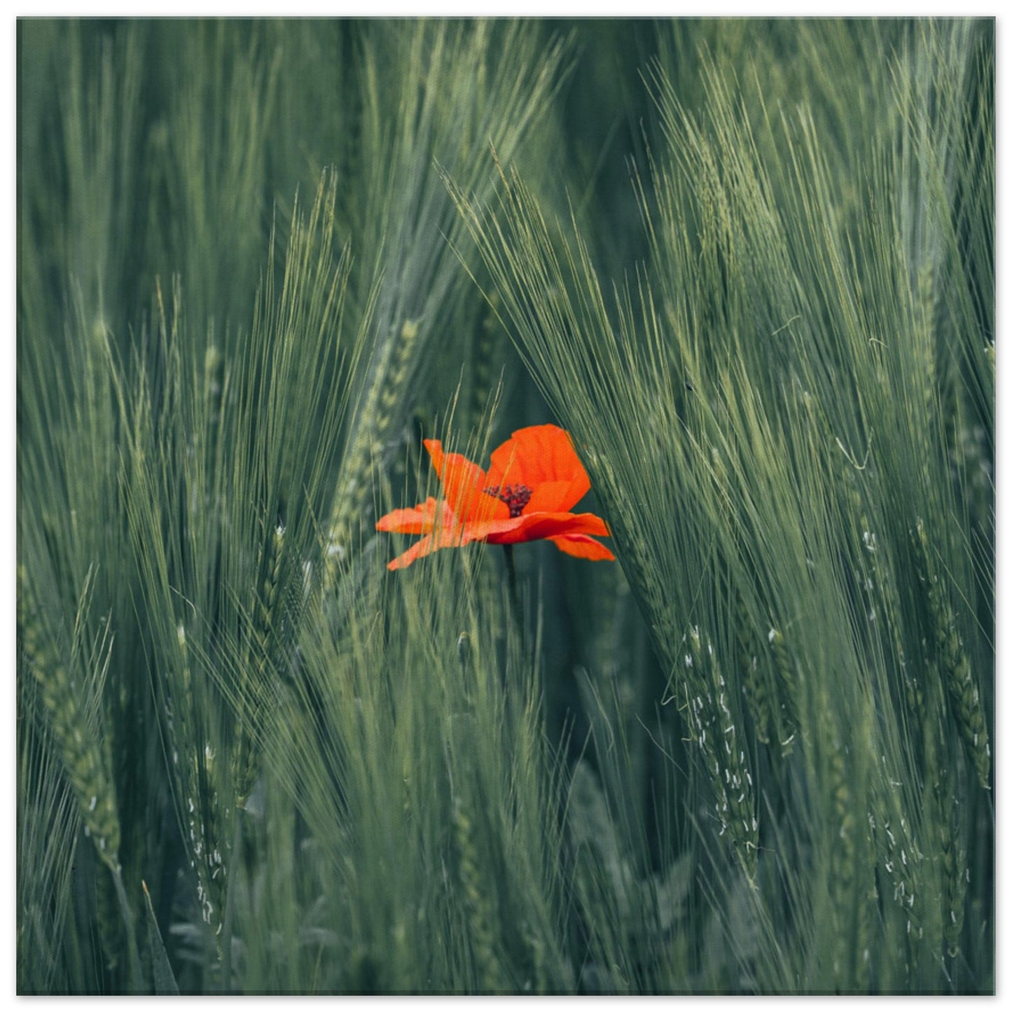 Rote Blume im Grünen Weizenfeld – Leinwand