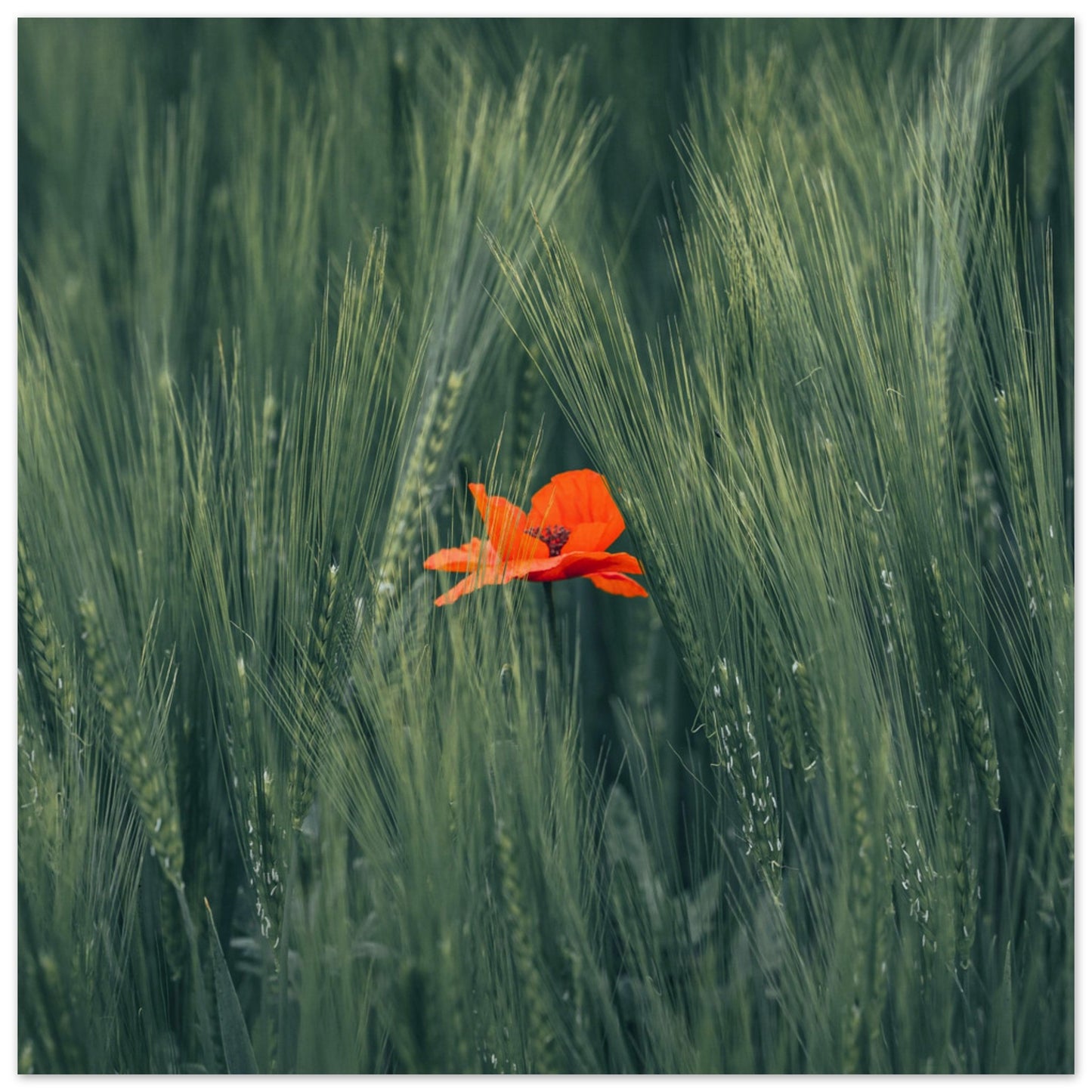 Rote Blume im Grünen Weizenfeld  - Premium Poster