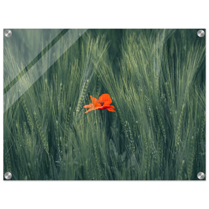 Red Flower in Green Wheat Field - Acrylic Glass Print