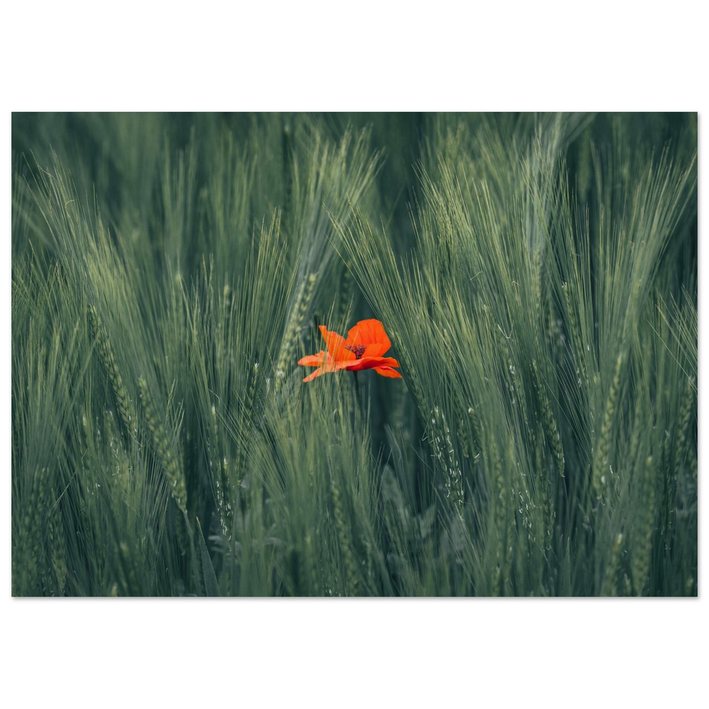 Rote Blume im Grünen Weizenfeld  - Premium Poster