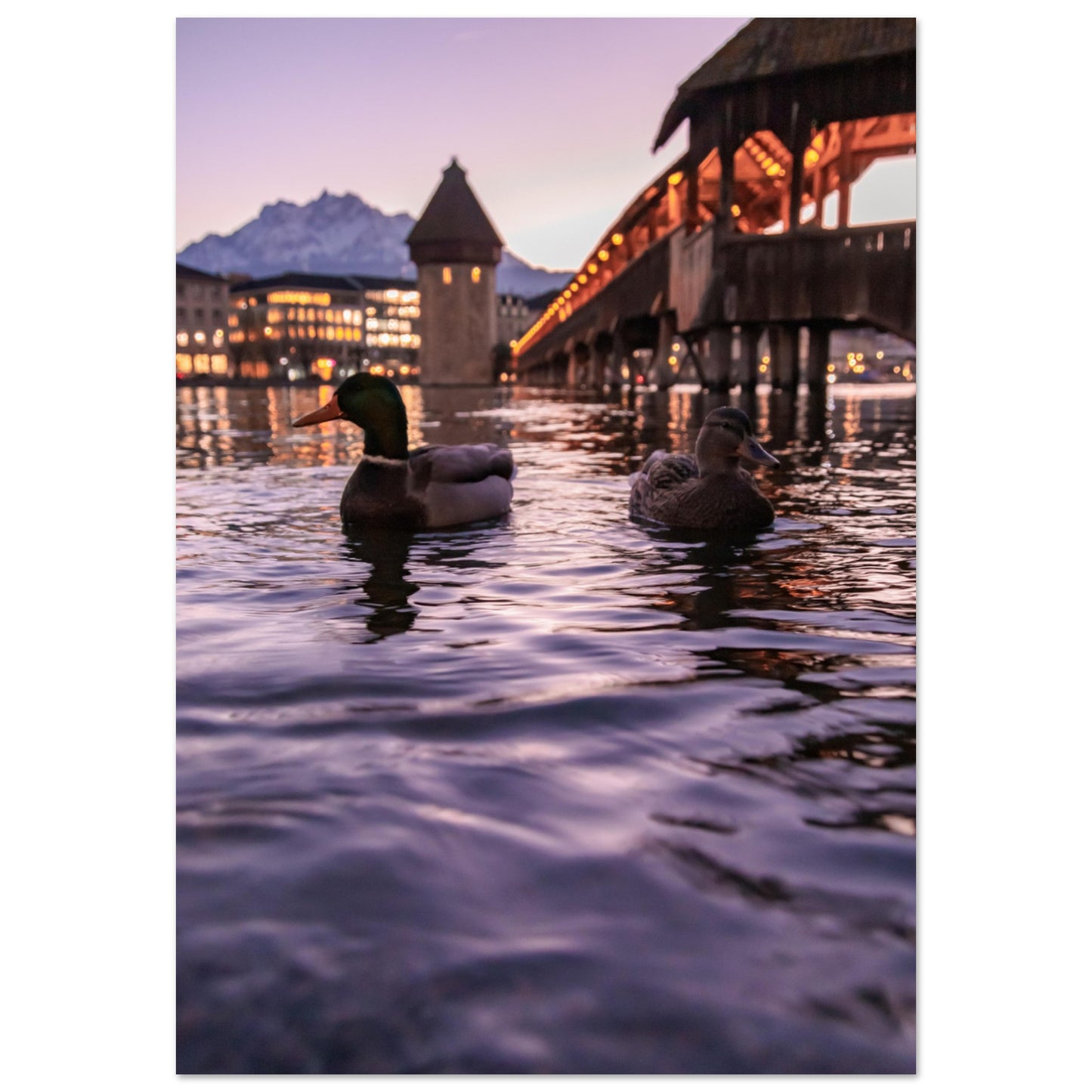 Harmony in winter light, ducks, Chapel Bridge and snowy Pilatus Forex print