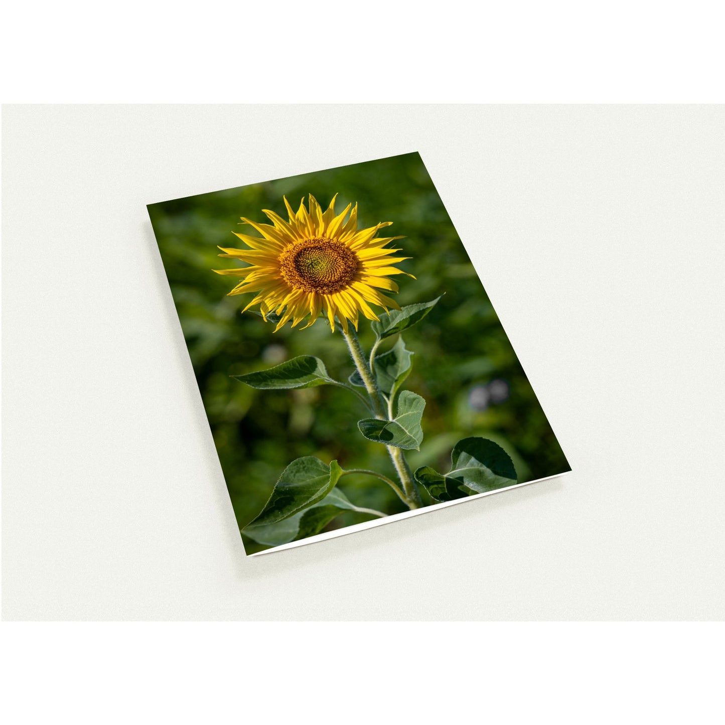 Sunflower folding card, set of 10 greeting cards and envelopes 
