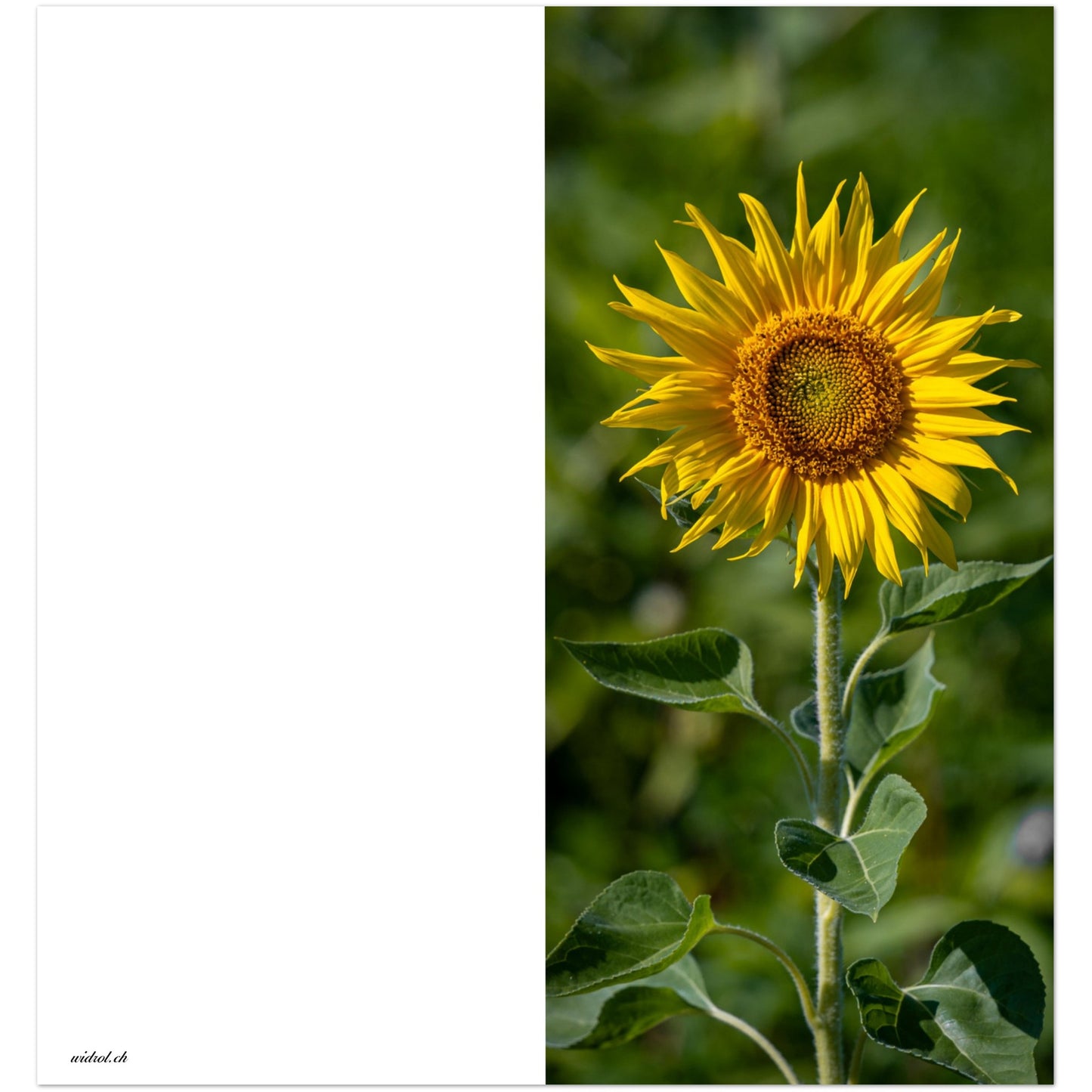 Sunflower folding card, set of 10 greeting cards and envelopes 