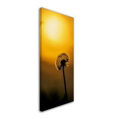 Dark dandelion canvas