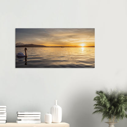 Swan on Lake Zug at Sunset Canvas