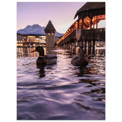 Harmony in winter light, ducks, Chapel Bridge and snowy Pilatus Forex print