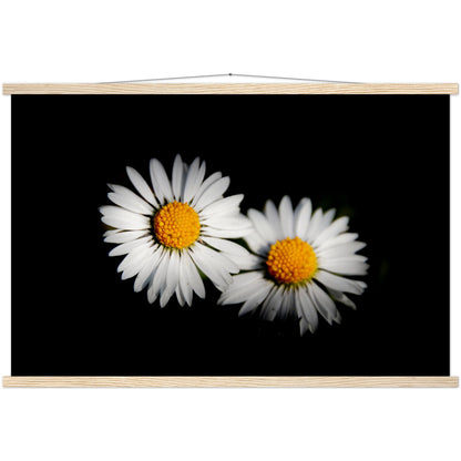 Two radiant daisies, premium poster made of museum-quality matt paper with wooden strips