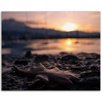 Brown Leaf in Sunset Premium Poster