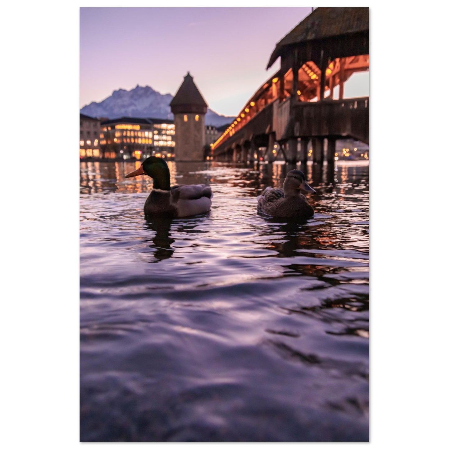 Harmony in winter light, ducks, Chapel Bridge and snowy Pilatus Forex print