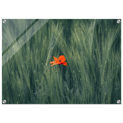 Red Flower in Green Wheat Field - Acrylic Glass Print