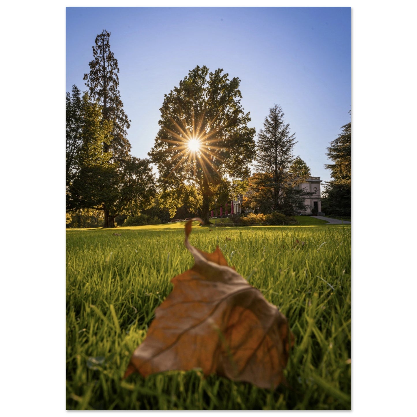 Autumn leaf in Villettepark - Premium Poster 