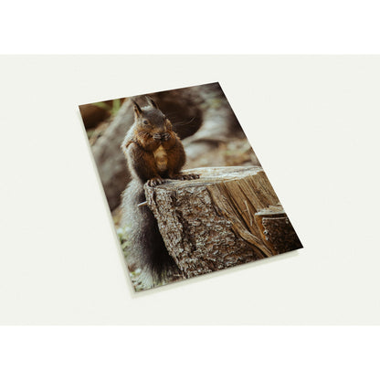 Squirrel in the forest - set of 10 postcards with envelopes 