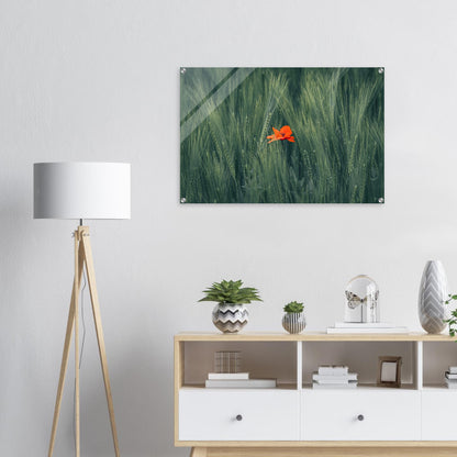 Red Flower in Green Wheat Field - Acrylic Glass Print