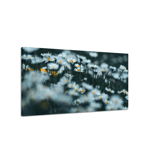 Daisy meadow canvas print