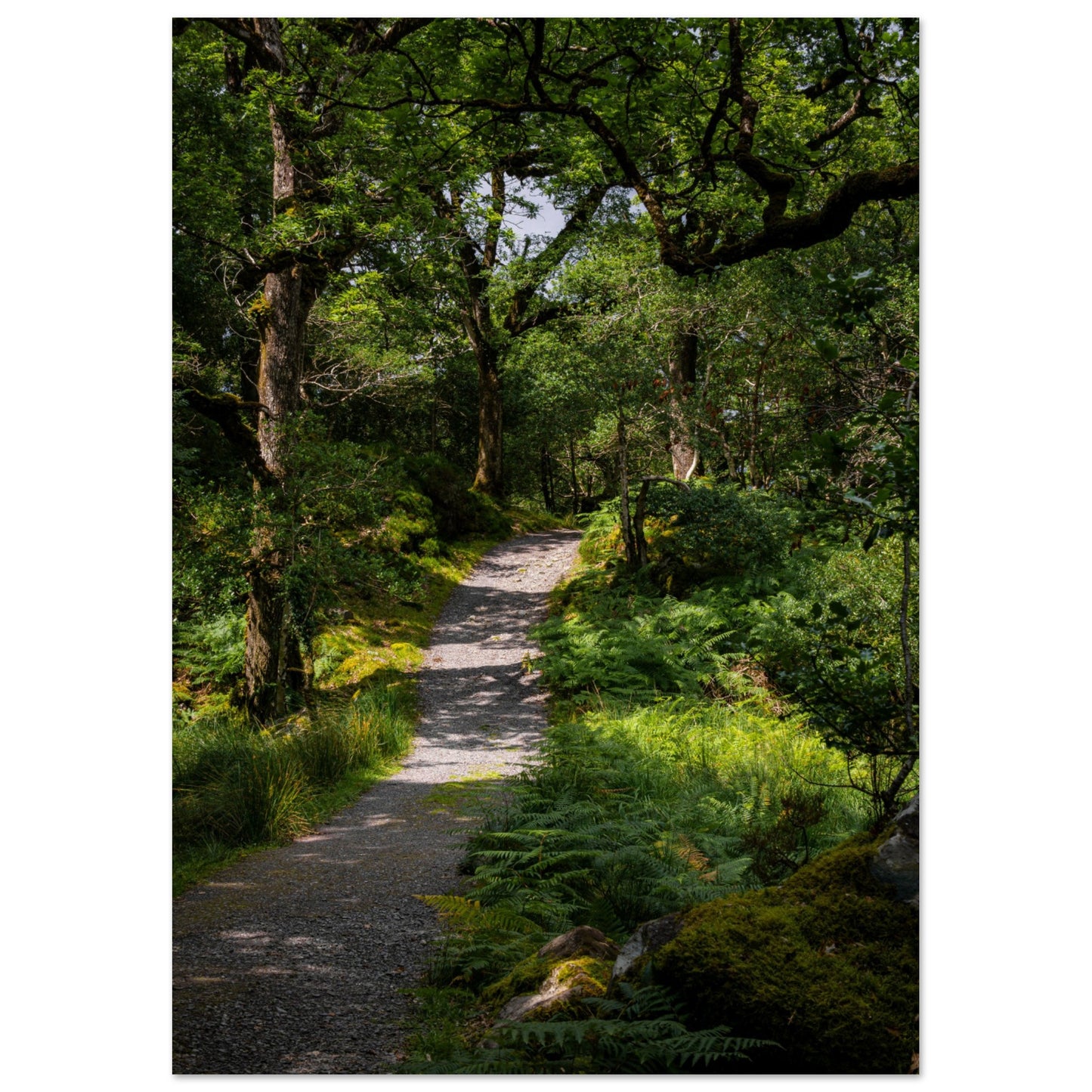 Waldweg im Grünen - Premium Poster