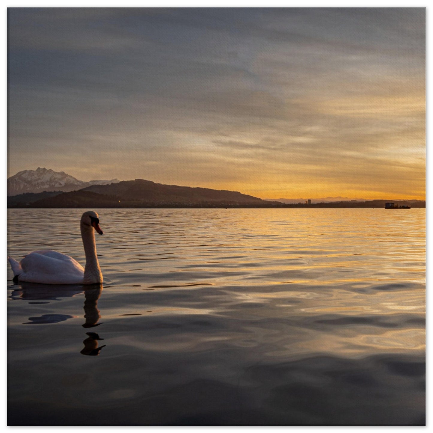 Schwan am Zugersee bei Sonnenuntergang Leinwand