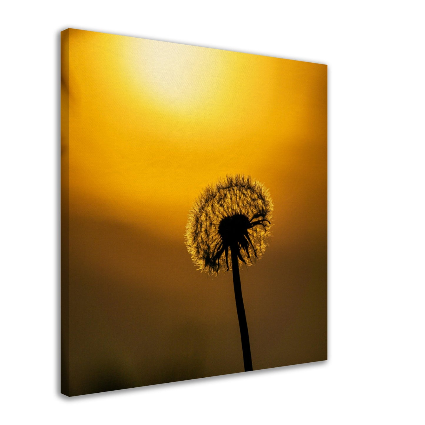 Dark dandelion canvas