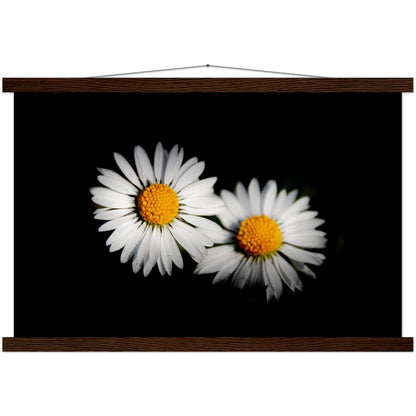 Two radiant daisies, premium poster made of museum-quality matt paper with wooden strips